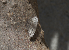 Hamadryas februa ferox