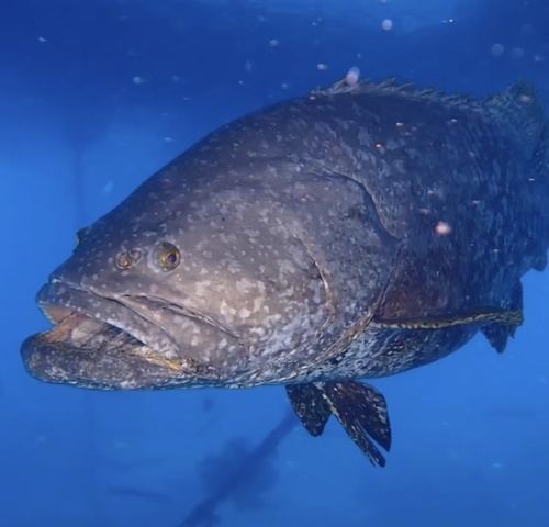 Banded rockcod (Epinephelus lanceolatus) — Serranidae — 4
