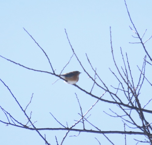 Eastern Bluebird