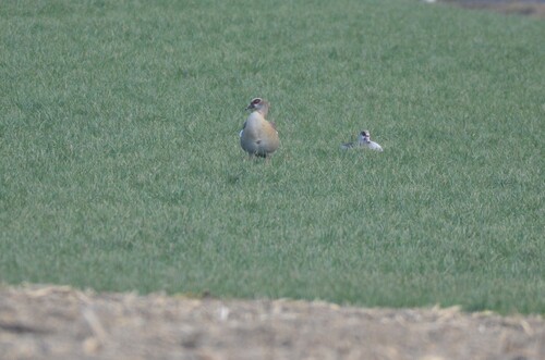 iNaturalist: (c) hhlp, some rights reserved (CC BY-NC), uploaded by hhlp iNaturalist image