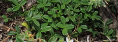 Psoralea repens