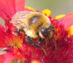 Bombus rufocinctus