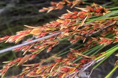 Hypodiscus aristatus