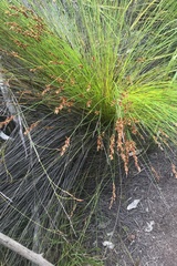 Hypodiscus aristatus