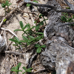 Psoralea repens