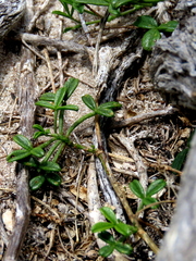 Psoralea repens