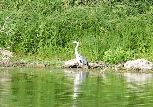 iNaturalist: (c) lh-crochet, some rights reserved (CC BY-NC) iNaturalist image