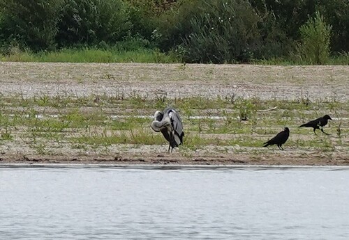 iNaturalist: (c) lh-crochet, some rights reserved (CC BY-NC) iNaturalist image