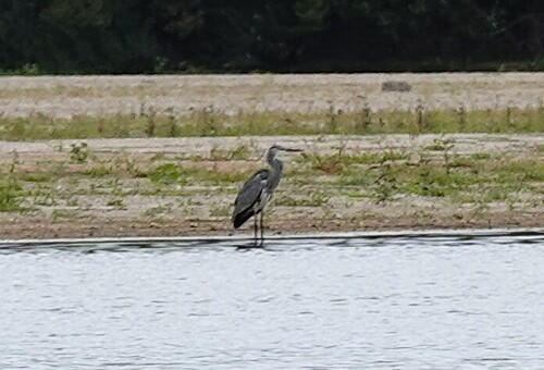 iNaturalist: (c) lh-crochet, some rights reserved (CC BY-NC) iNaturalist image