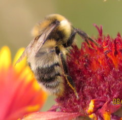 Bombus rufocinctus