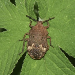 Megymenum brevicorne