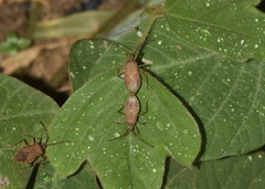 Homoeocerus unipunctatus