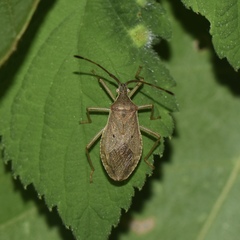 Homoeocerus unipunctatus