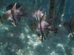 Sphaeramia orbicularis