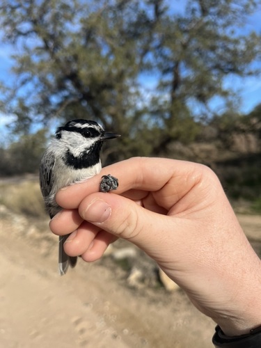 iNaturalist observation photo of Mountain Chickadee