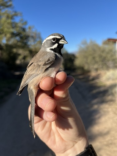 iNaturalist observation photo of Black-throated Sparrow