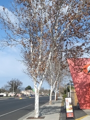 Platanus × hispanica