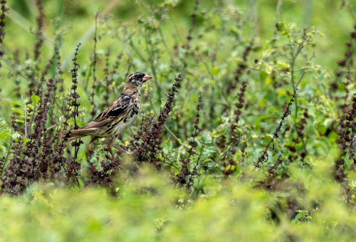 Bobolink (Dolichonyx oryzivorus)