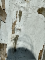 Platanus × hispanica