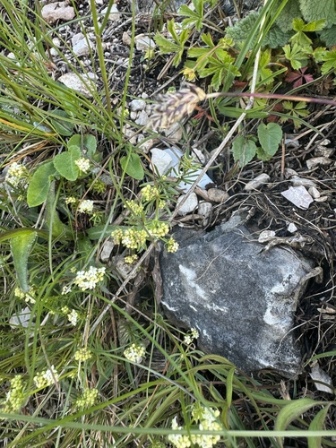Alpine bedstraw (Galium anisophyllon)