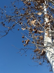 Platanus × hispanica