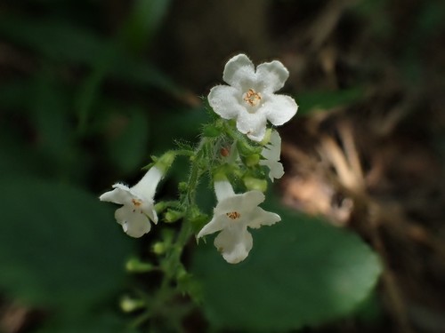 Endostemon obtusifolius (E.Mey.) N.E.Br.
