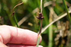 Bolboschoenus caldwellii