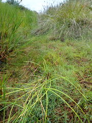 Isolepis prolifera