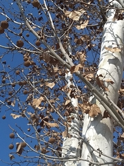 Platanus × hispanica