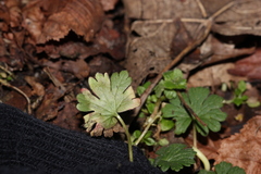 Agromyza nigrescens
