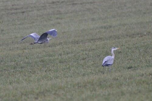 iNaturalist: (c) hhlp, some rights reserved (CC BY-NC), uploaded by hhlp iNaturalist image