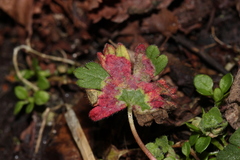 Agromyza nigrescens