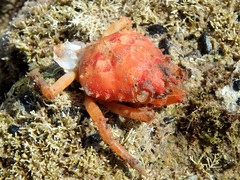 Schizophrys rufescens