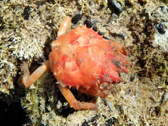 Schizophrys rufescens