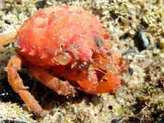 Schizophrys rufescens