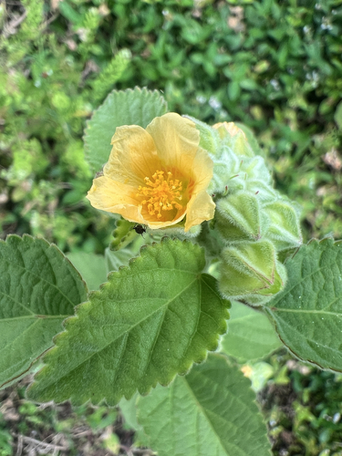 Sida cordifolia observed 2026-01-29