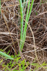 Dipcadi ciliare