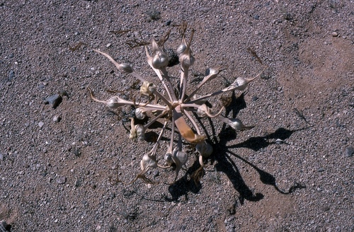 Ammocharis deserticola (Ammocharis deserticola)