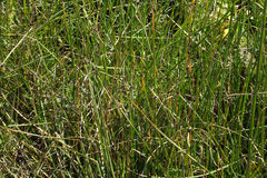 Bolboschoenus caldwellii