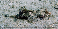 Dactylopus kuiteri