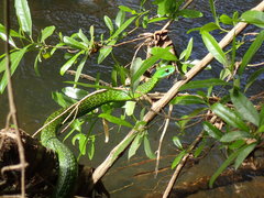 Philothamnus angolensis