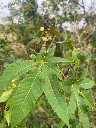 Ricinus communis observed 2026-01-29