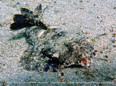Dactylopus kuiteri