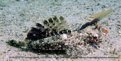 Dactylopus kuiteri