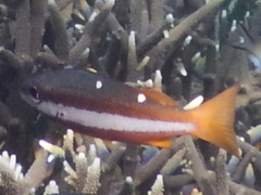 Lutjanus biguttatus