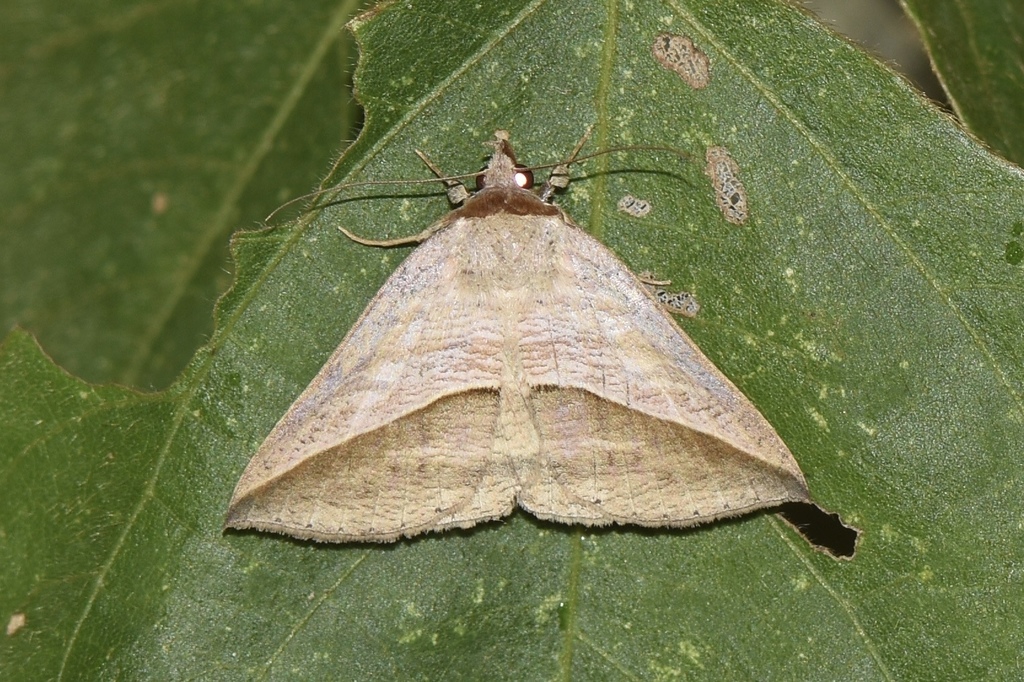 Dierna strigata