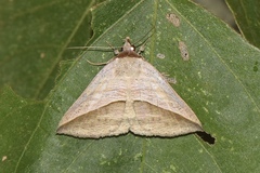 Dierna strigata