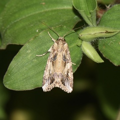Spodoptera litura
