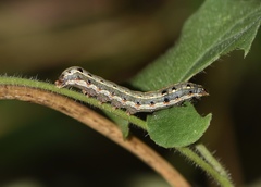 Spodoptera litura