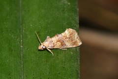 Plusiodonta coelonota